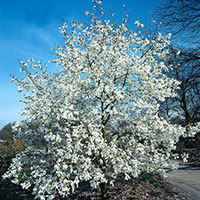 Japansk magnolia, Magnolia kobus