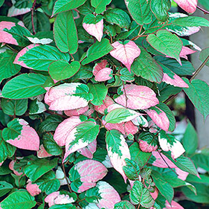 Kameleontbuske Actinidia kolomikta