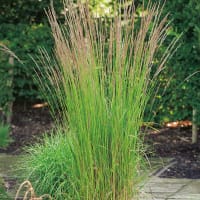 Tuvrör 'Karl Foerster'