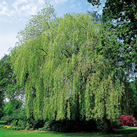 Kaskadpil, Salix x sepulacralis 'Chrysocorna'