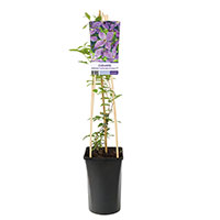 Klematis 'SoMany® Lavender Flowers' 