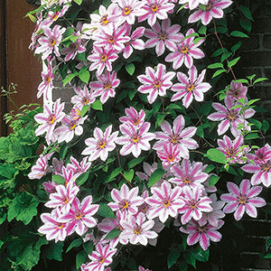 Klematis, Clematis Nelly Moser