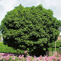 Klotlönn, Acer plantanoides 'Globosum'