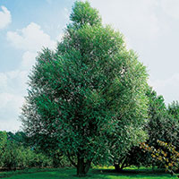 Klotpil, Salix fragilis 'Bullata'
