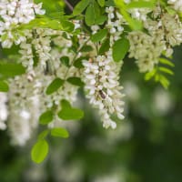 Klotrobinia, Robinia pseudoacacia 'Umbraculifera'