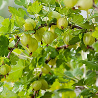 Krusbär 'Hinnonmäki  Gul', på stam Ribes uva-crispa
