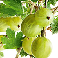 Krusbär 'Invicta' Ribes uva-crispa 
