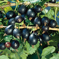 Krusbär 'Josta' Ribes uva-crispa