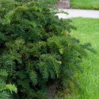 Krypidegran 'Repandens'