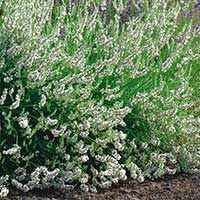 Lavendel 'Edelweiss'