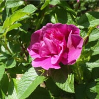 Vresros, Rosa Rugosa Hansa