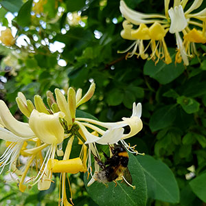 Kaprilfolblomma med bi i blomman