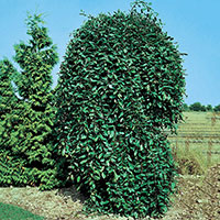 Hängsälg, Salix caprea 'Kilmarnock'