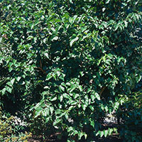 Svart mullbär Morus nigra