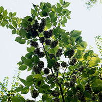 Avenbok, Carpinus betulus, 150-175 cm