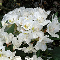 Närbild på blomma Rhododendron 'Cunninghamn's White'
