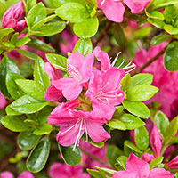 Närbild på blomma Rhododendron 'Kermesina' (Japansk azalea)