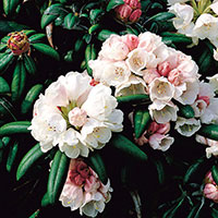 Närbild blomma Rhododendron 'Koichiro Wada'