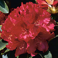 Närbild Rhododendron 'Nova Zembla'