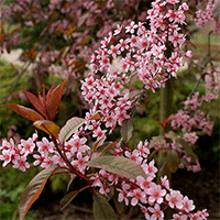Blodhägg, Prunus padus 'Colorata'