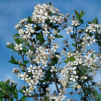Klotkörsbär, Prunus eminens Umbraculifera 'Globosa', 140-160 cm