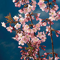 Kurilerkörsbär, Prunus nipponica var. Kurilensis 'Ruby'