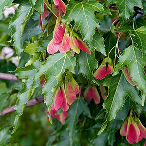 Häckväxt Ginnalalönn, Acer tataricum ssp. Ginnala
