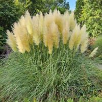 Pampasgräs 'Pumila'