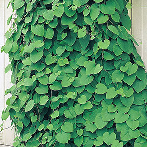 Pipranka Aristolochia macrophylla