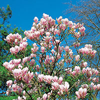 Praktmagnolia, Magnolia soulangiana
