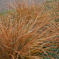 Carex 'Bronze Form'