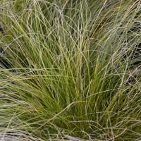 Carex 'Prairie Fire'