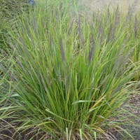 Calamagrostis brachytricha