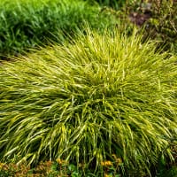 Gulbrokigt Hakonegräs 'Aureola'