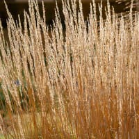 Tuvrör 'Karl Foerster'