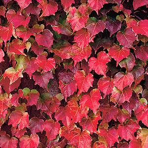 Rådhusvin Parthenocissus tricuspidata Veitchii