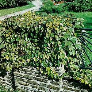 Rådhusvin Parthenocissus tricuspidata Veitchii