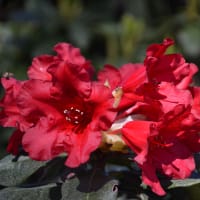 Rhododendron 'Baden Baden'