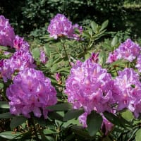 Rhododendron 'Catawbiense Gradiflorum' 30-40cm 