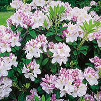 Närbild på blomma Rhododendron 'Gomer Waterer'