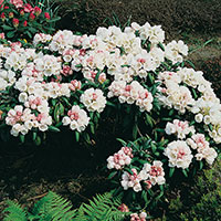 Närbild blomma Rhododendron 'Koichiro Wada'
