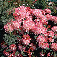 Rhododendron 'Morgonrot' 