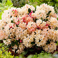 Närbild på blomma Rhododendron 'Percy Wiseman'