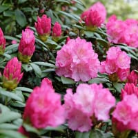 Rhododendron 'Polaris' 