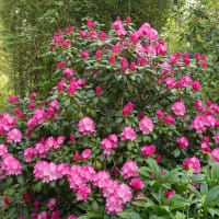Rhododendron 'Polaris' 