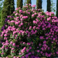 Rhododendron 'Roseum Elegans' 