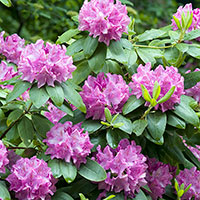 Rhododendron 'Roseum Elegans' 
