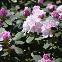 Rhododendron 'Schneekrone'