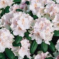 Närbild på blomma Rhododendron 'Silberwolke'