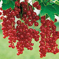 Röda vinbär 'Röda Holländska' på stam Ribes rubra